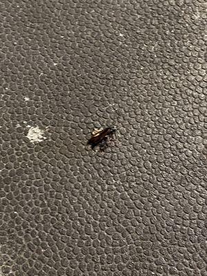 Dead roach that looks like it was killed but not picked up?