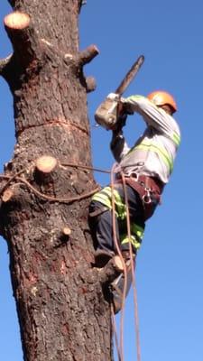 Trunk removal