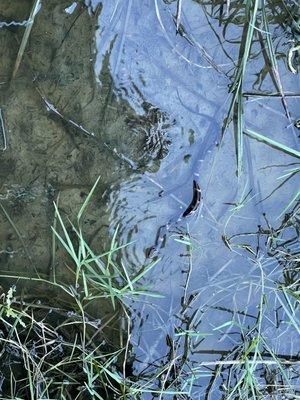 Water snake