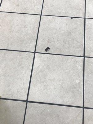 Dead Rat !!!! Zoom in