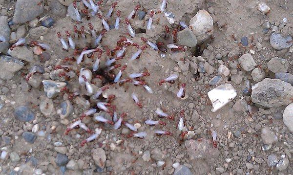 Ants preparing to mate and create new nests.