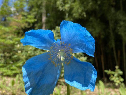 The one Himalayan poppy that bloomed out of hundreds of plants.  But it's a challenging plant to make flower.