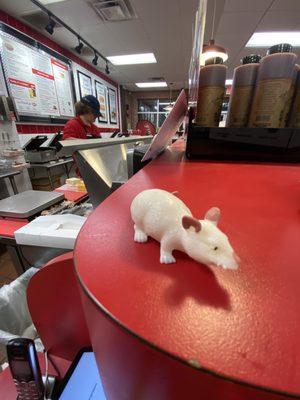 Rat on counter