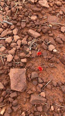 Giant velvet mites.