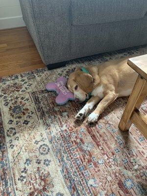 Baxter enjoying the rug