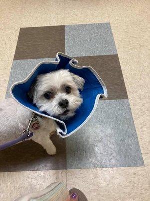 Punkin and the kitty-cat cone of shame.