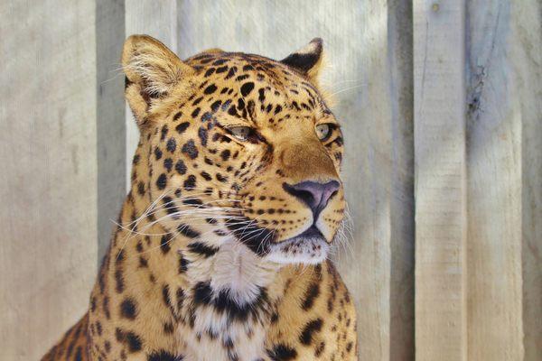 Oz, our Spotted Leopard