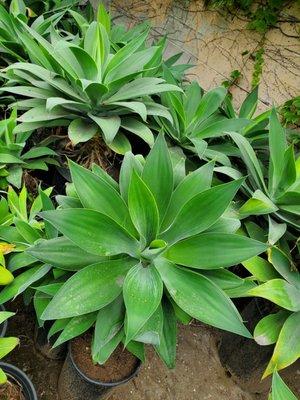 Agave attenuata