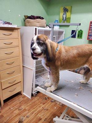 Miniature St. Bernard!