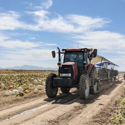 Tractor trailers with benches for bumpy rides out to the patch (free with $17 admission fee)