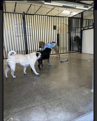 Loving his new friends plus they gave him toys to take home