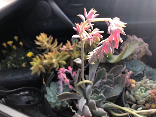 Best eclectic collections of succulents at unbeatable deals