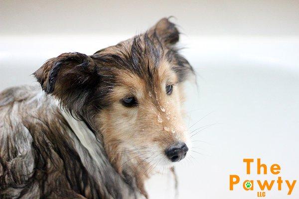 Keep you long coated dog tangle free by having us bath and groom them on a 2 or 4 week grooming regimen.