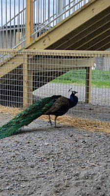 Hershberger's Farm and Bakery