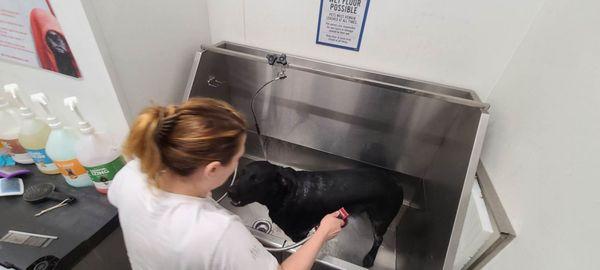 Our dog is 100lbs, this huge tub makes him look smol