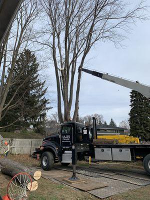 J.M Tree Service using their crane to safely remove a giant maple at the edge of my property without breaching the neighbors yard