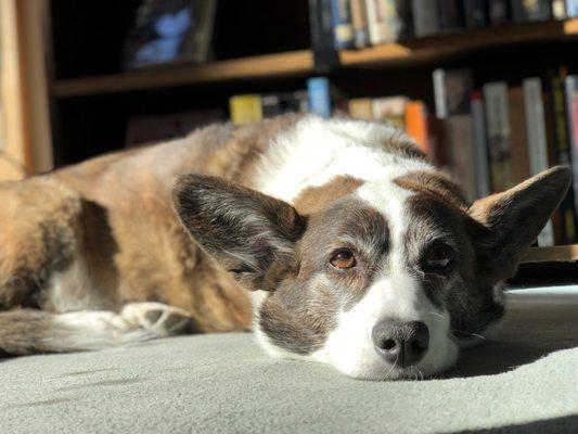 Gizmo, an added bonus to the bookstore.