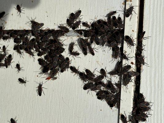 Boxelders bugs overwintering on home.