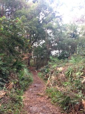 The trail through the woods.