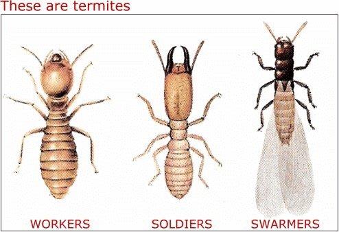 Termites