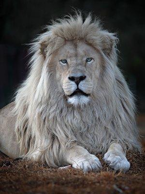 Rare white lions available at the William Carr Gallery