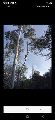 trimming a big tree