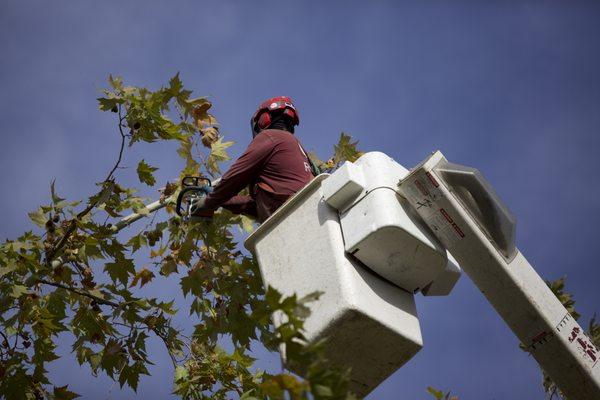 Dropcrotching a sycamore to prevent windsail and potential limb failure.