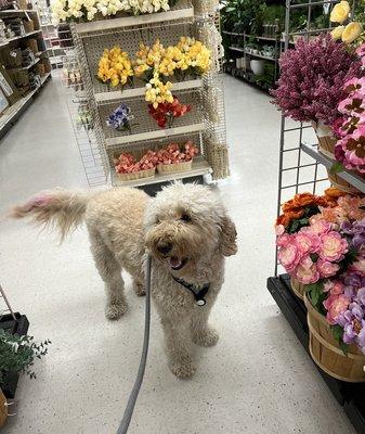 Stopping to admire the flowers