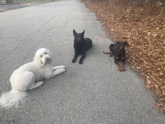 Coby, Brimm and Mercy working on laying down in public