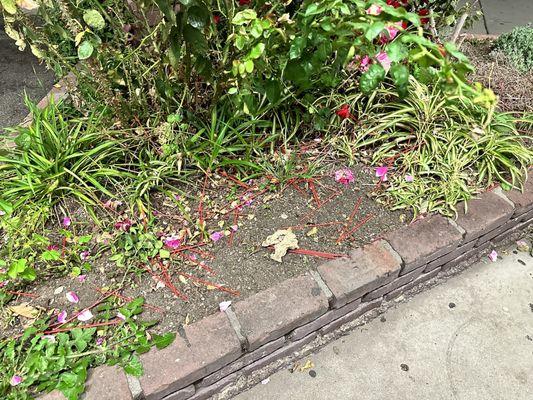 People threw their used coffee stir sticks in the garden bed when there's a trash can right next to it...who does that.