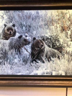 Mangelsen photo of famous grizzly bear, 399