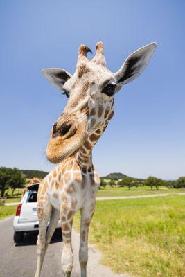 Fossil Rim Wildlife Center