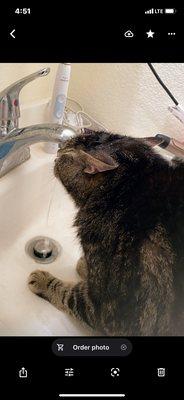 wink taking a shower in the bathroom sink.