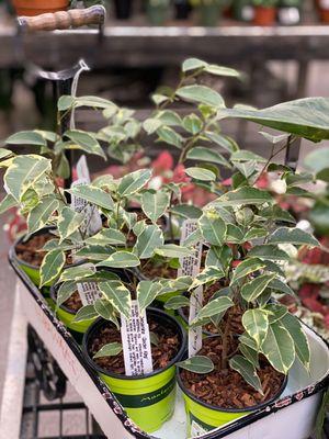 Ficus Benjamina