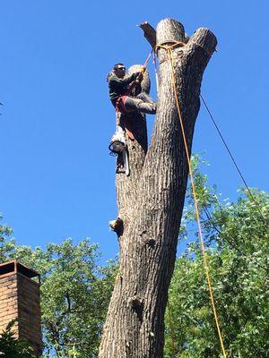 Tree services