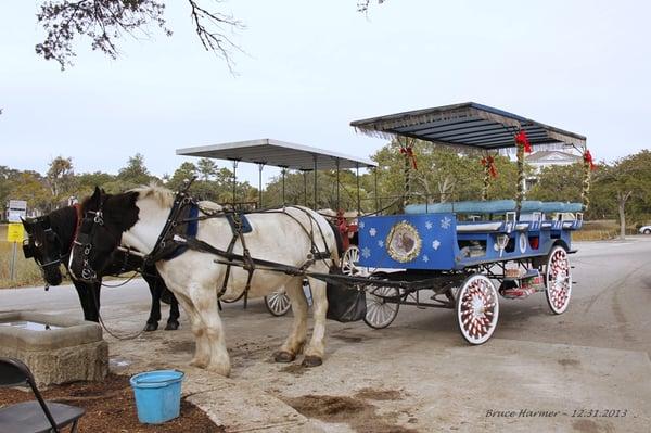 Our horse Jim with Charlotte's carriage.