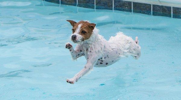 Dixie loves to swim!