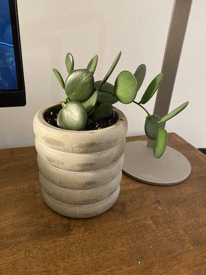 Stacked pot ($17) but plant is not from here