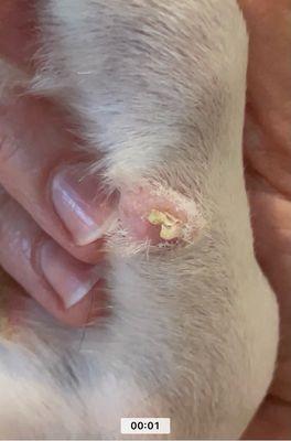 dewclaw growing back from botched attempt.