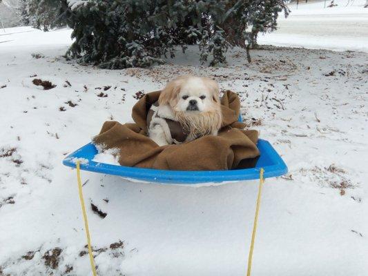 15 year old Tibetan Spaniel, Tiki.....still kicking!