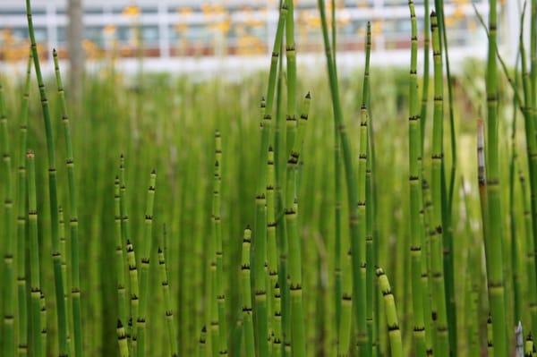 Reeds in front of the museum