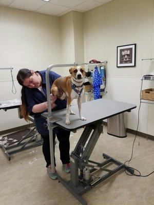 My dog getting his nails filed