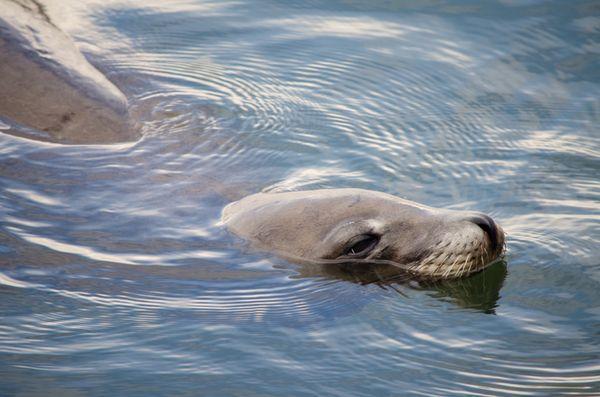 A California Sea Lion in Tomales Bay