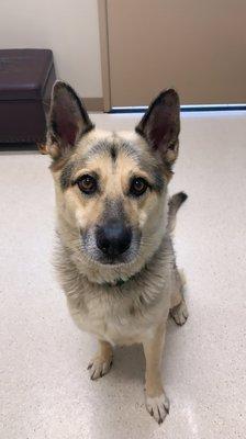 Oliver (8y/o GSD) inside the waiting room at Happy Tails