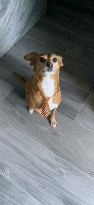 I get a tie every time I got to Bark Room!  I'm so lucky!! Love Ya, barkRoom. Bori