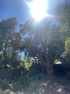 Massive tree encroaching on power lines in my backyard