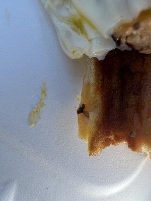 A Fly in their signature Breakfast nook sandwich