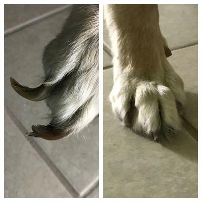 Pawdicure with nail filing