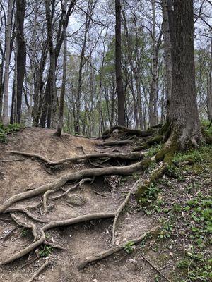 Tree roots making a staircase up on part of a path on the trail