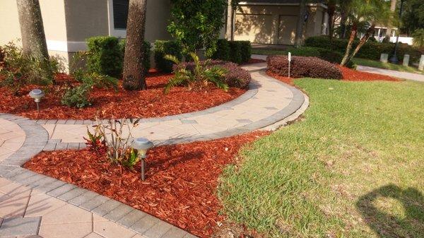 Re-Landscape Picture 4 -  Opened UP Bed Space Leading To Front Entrance, Hedges Trimmed, Cut Back Of Cardboard Palms, Red Mulch Continued